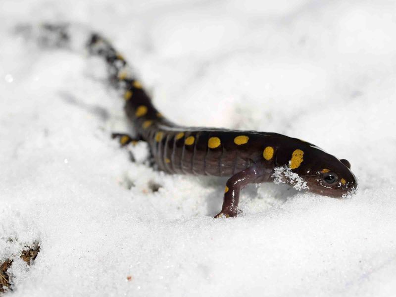 Spotted Salamander