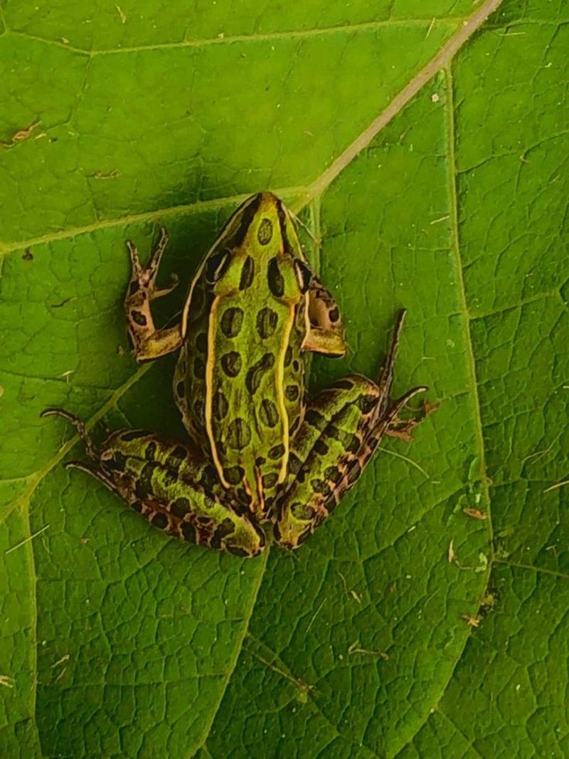 Northern Leopard Frog