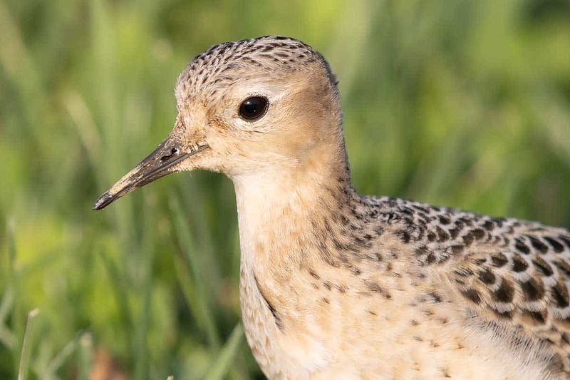 Buff-breasted Sandpiper