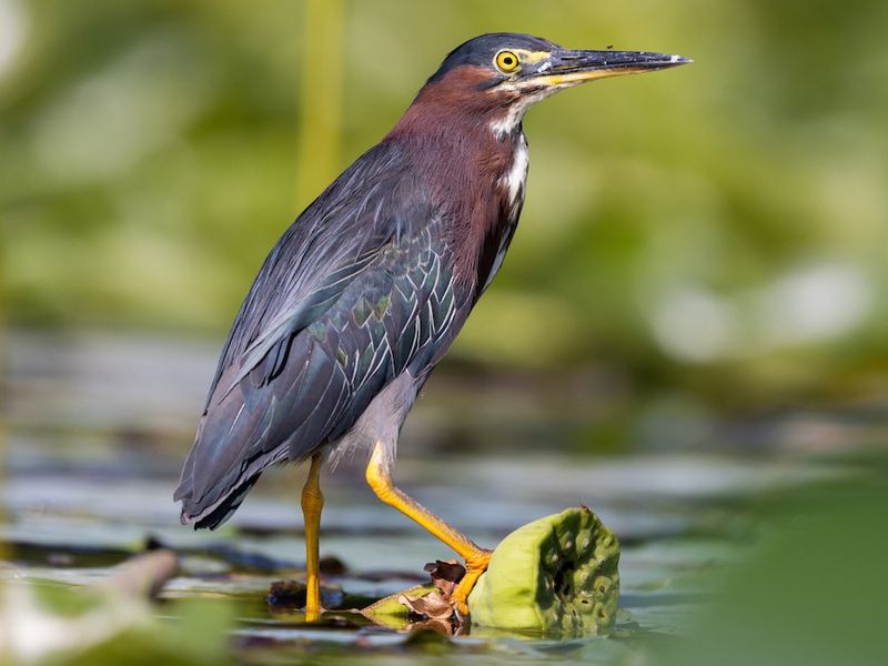 Green Heron