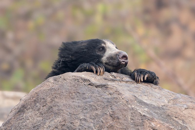 Sloth Bear