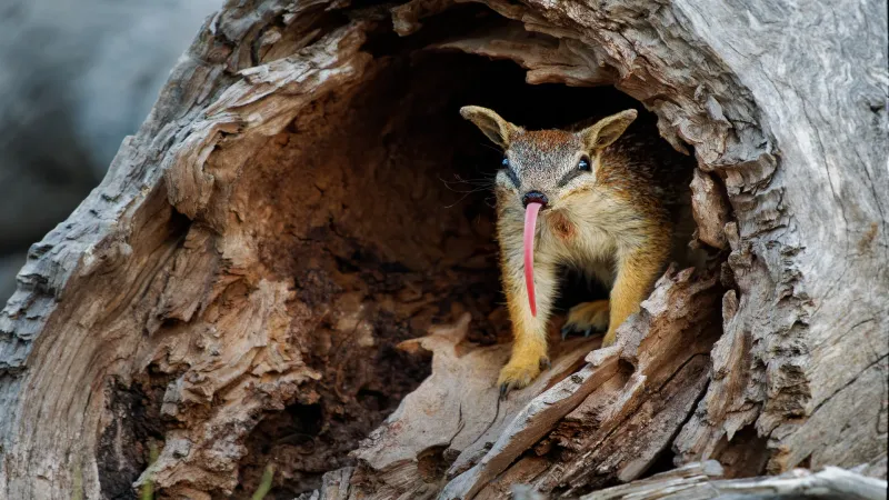 Numbat