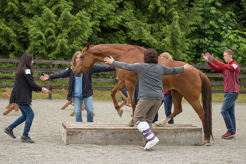 Equine-Assisted Coaching