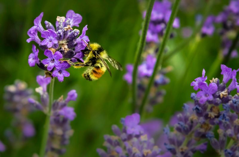 Biodiversity Boosters