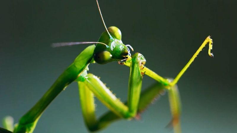 Mating Rituals