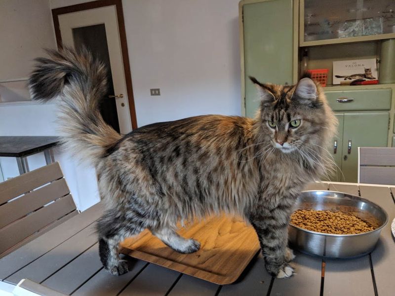 Maine Coon