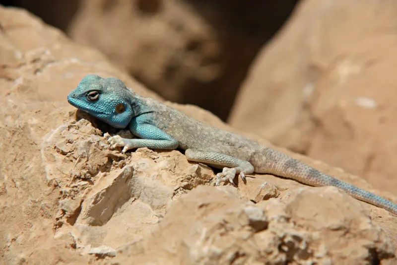 Sinai Agama Lizard