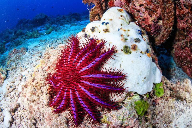 Crown-of-Thorns Starfish