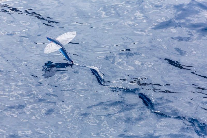 Flying Fish's Glide