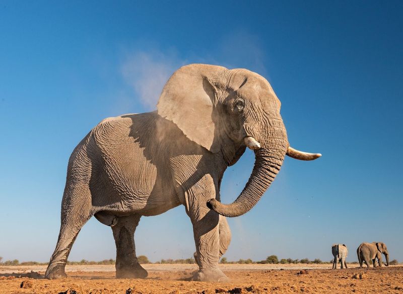 African Elephant: Largest Land Animal