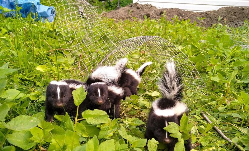 Skunk
