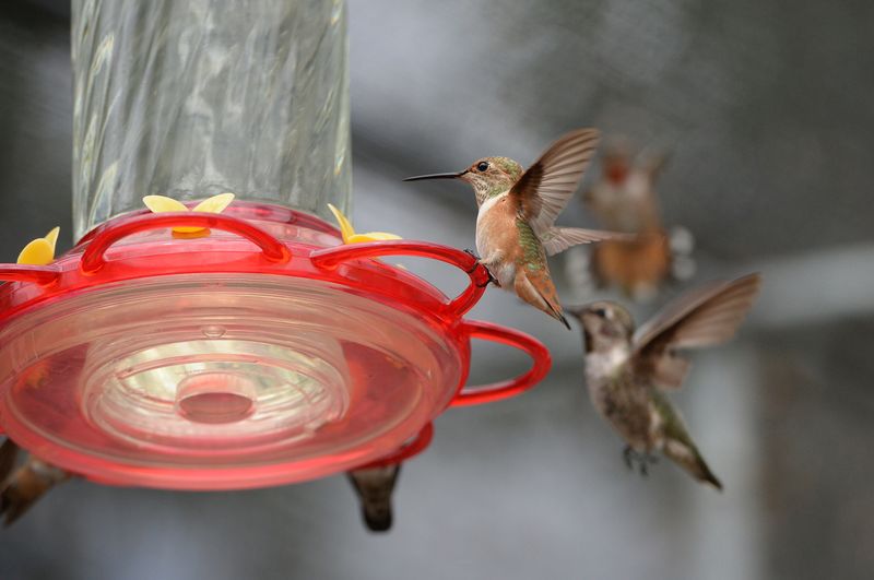 Hummingbird