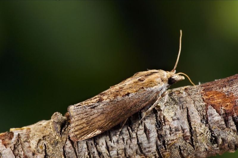 Greater Wax Moth
