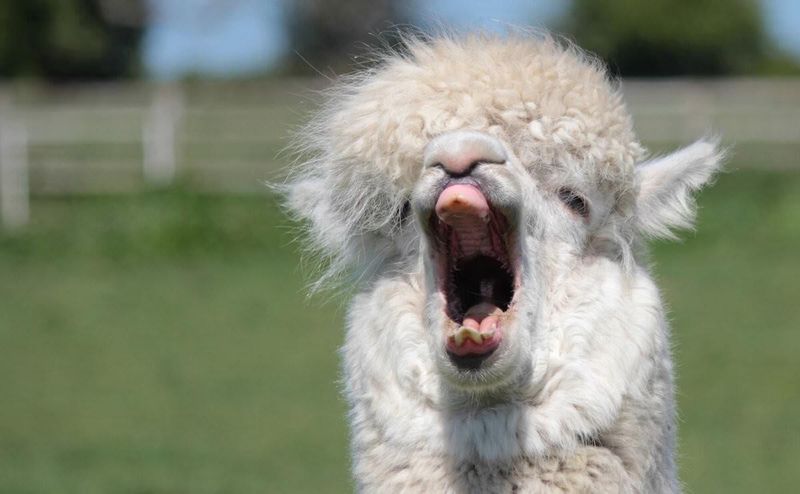 Alpaca