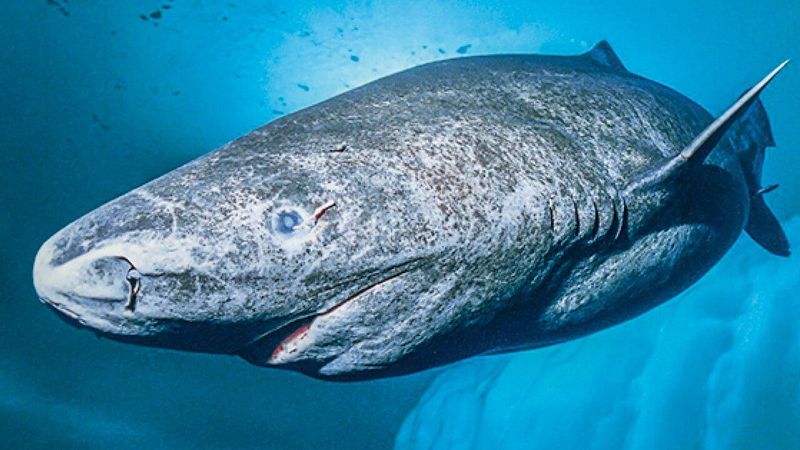 Greenland Shark