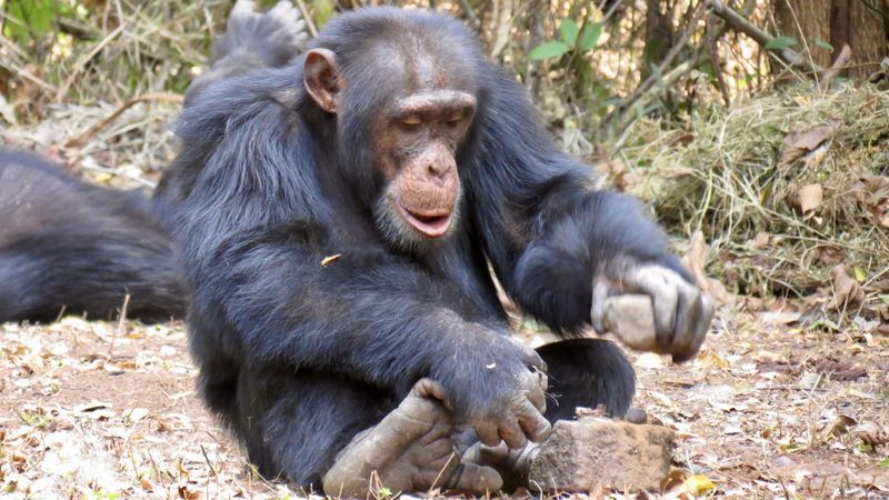 Chimpanzee
