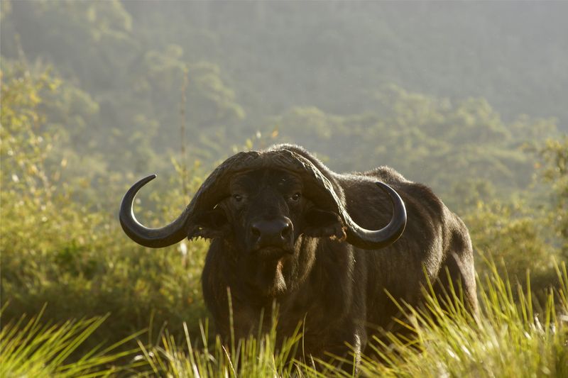 Buffalo
