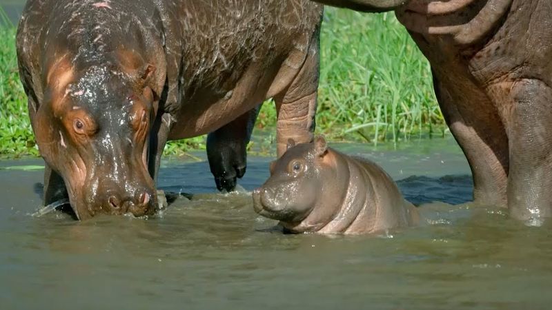 Hippopotamus Calf