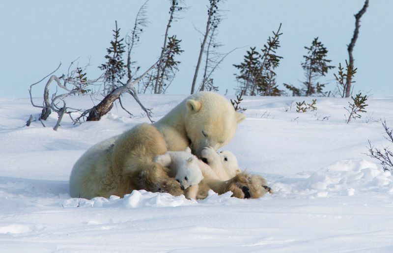 Polar Bear Mothers