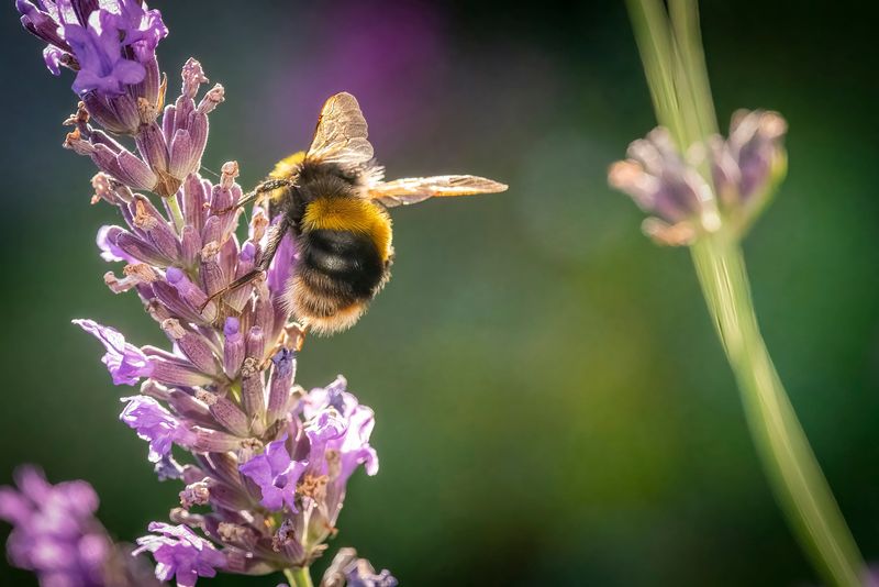 Bees