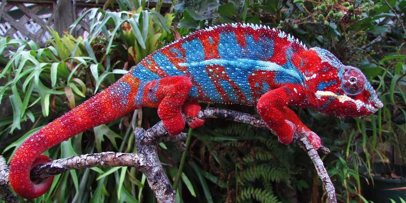 Chameleon's Color Change