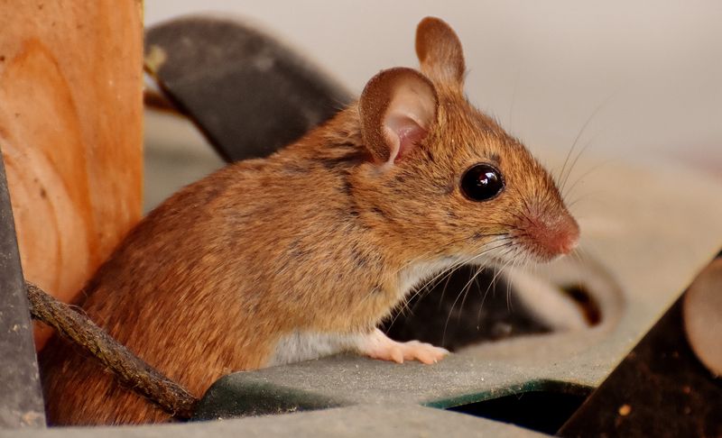 Mice