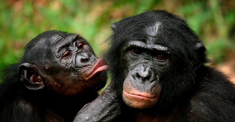 Bonobos