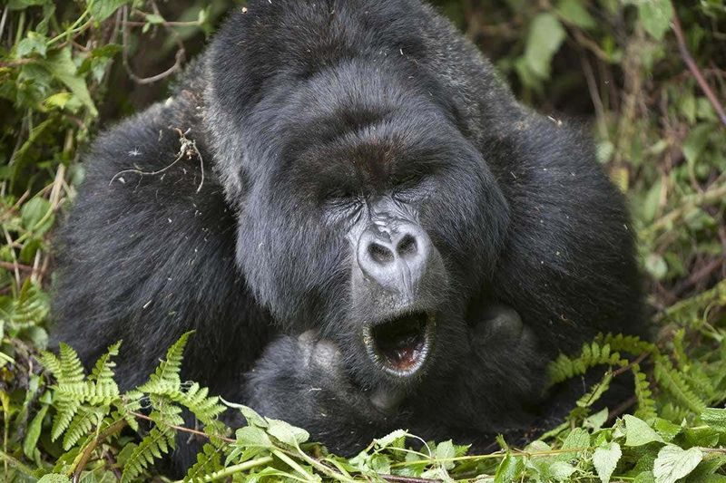 Gorillas