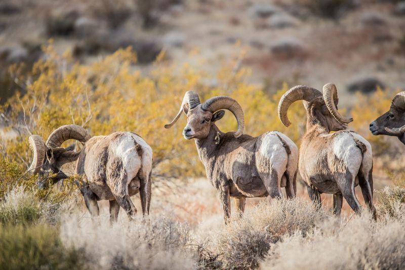 Desert Bighorn Sheep