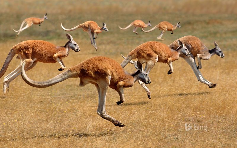 Red Kangaroo