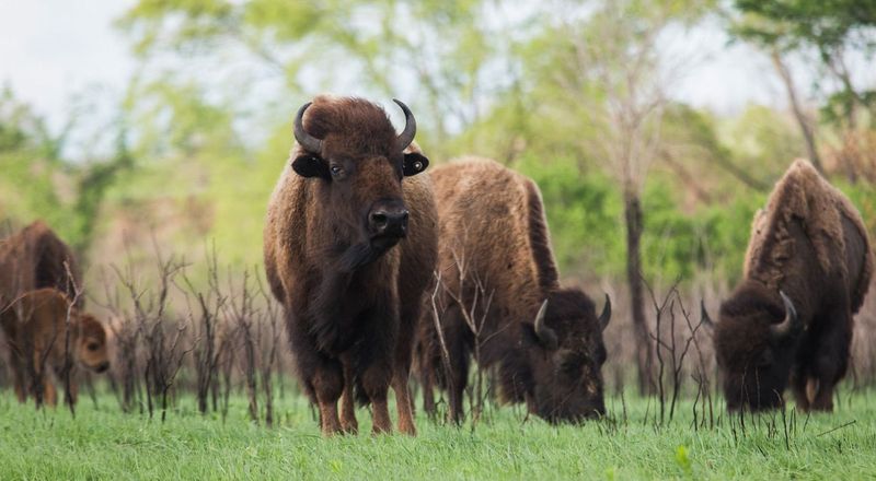Tallgrass Prairie National Preserve