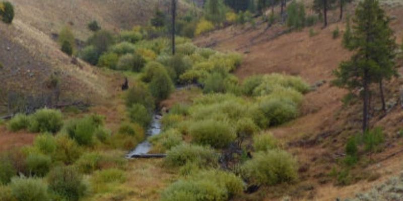 Vegetation Recovery