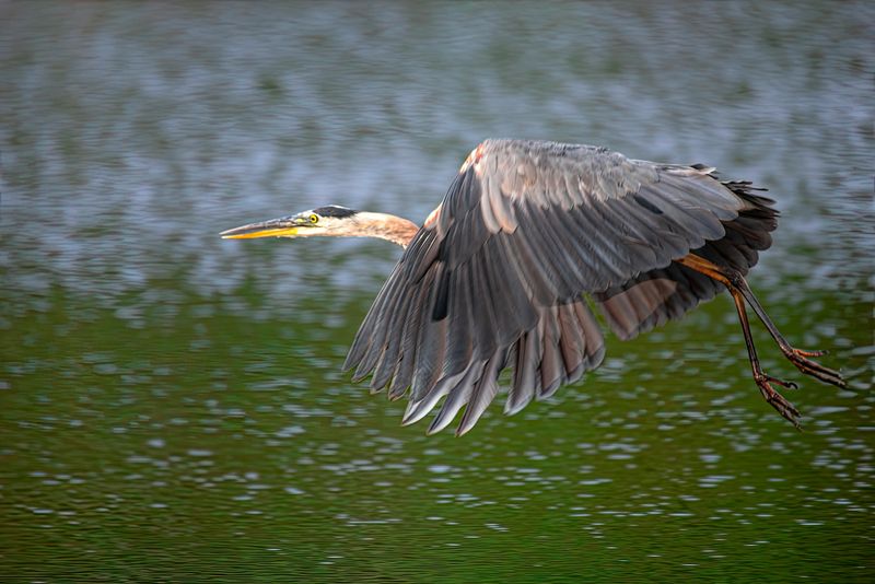 Great Blue Heron