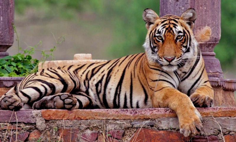 Machli – Ranthambore’s Queen