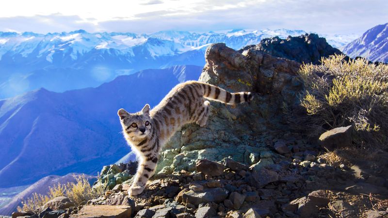 High Altitude Habitat
