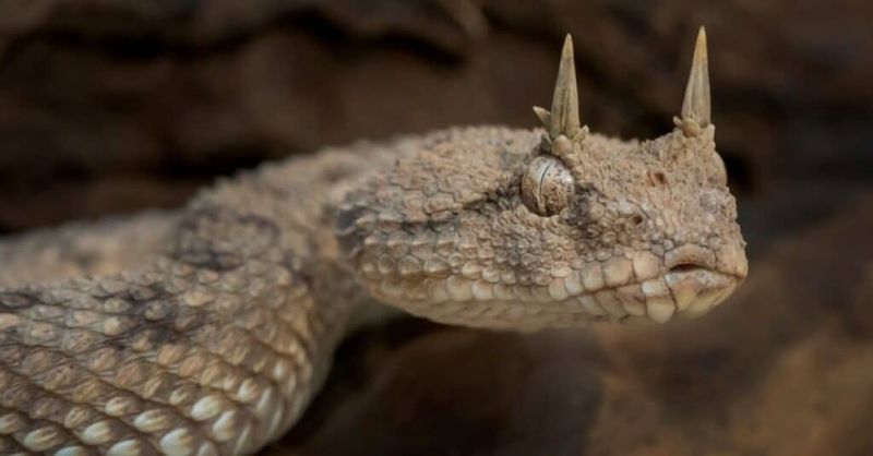 Horned Viper
