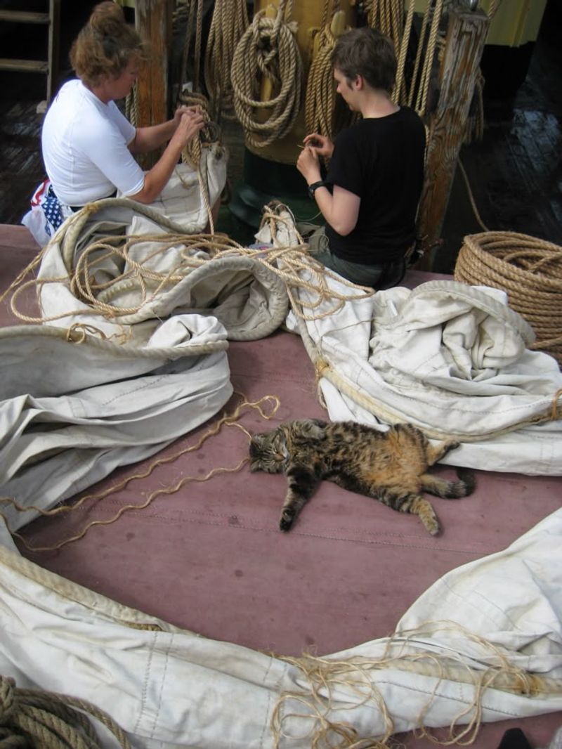 Chibley, the Globe-Trotting Ship's Cat