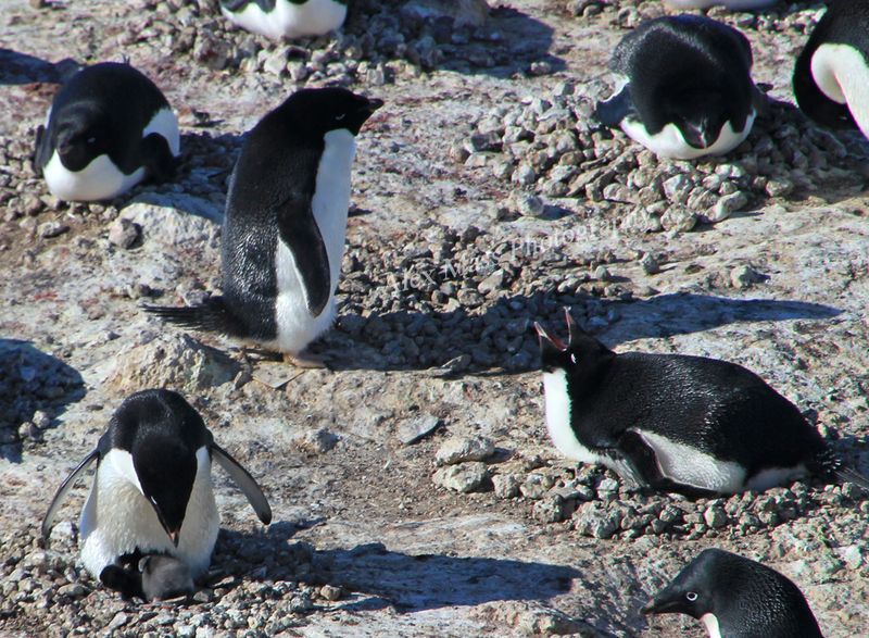 Adelie Penguin