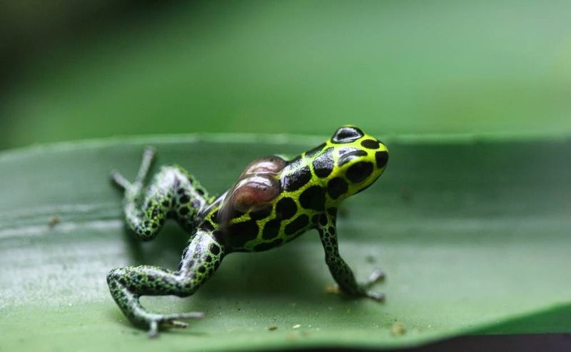 Poison Dart Frog