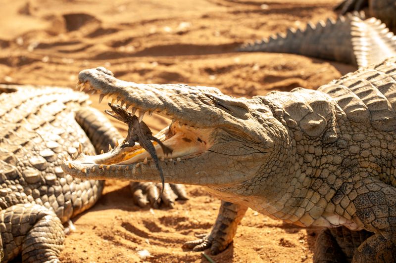 Crocodile Mothers