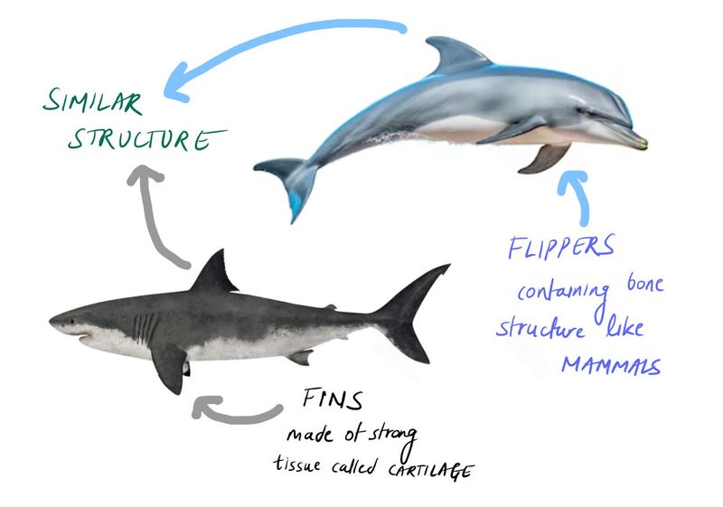 Sharks and Dolphins