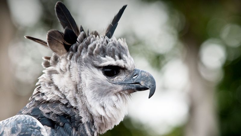 Powerful Beak