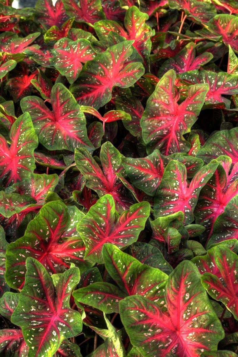 Caladium