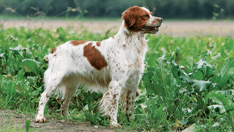 Brittany Spaniel