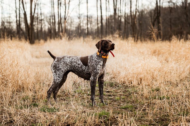 German Shorthaired Pointer