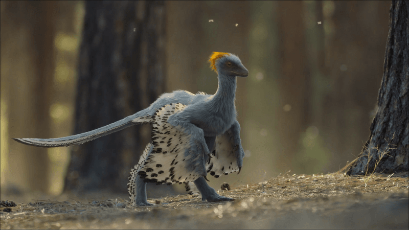 Anchiornis
