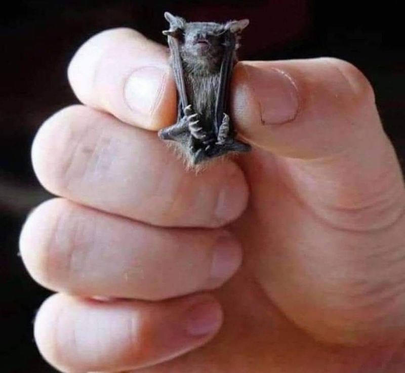 Kitti's Hog-nosed Bat
