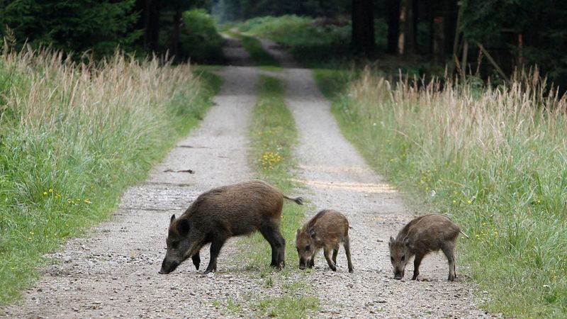 Wild Boar