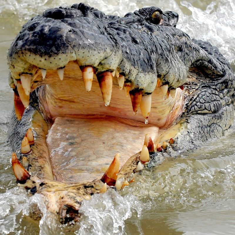 Saltwater Crocodiles