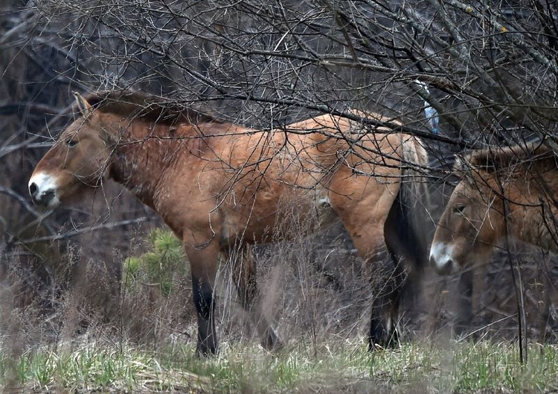 Przewalski’s Horse